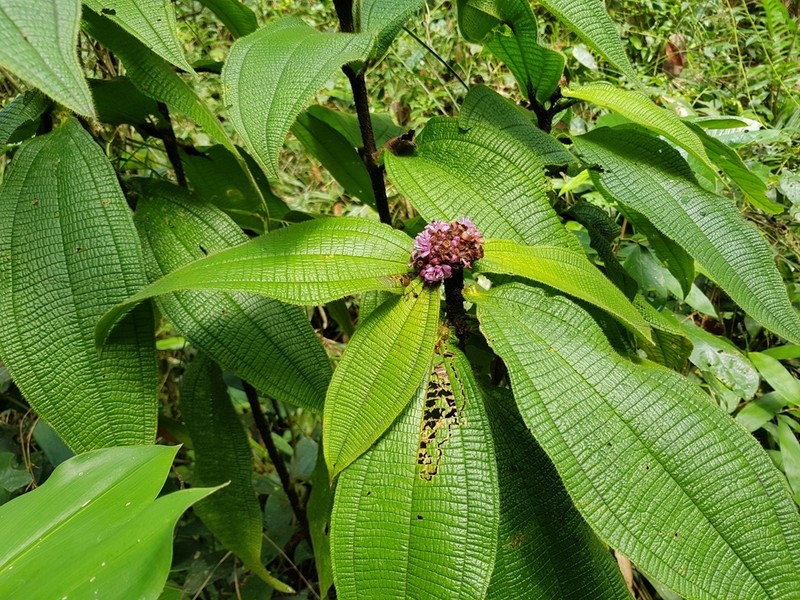 Miconia tococapitata