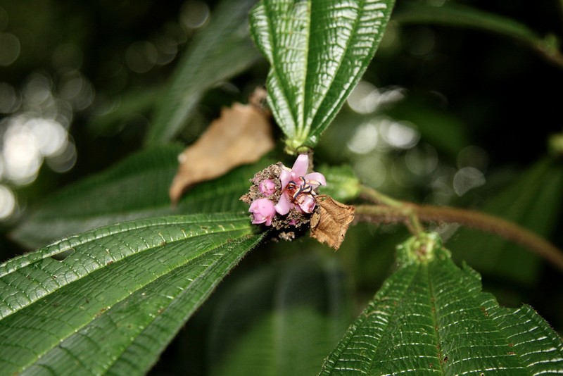 Miconia tococapitata photo 2