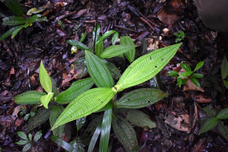 Miconia tococapitata photo 3