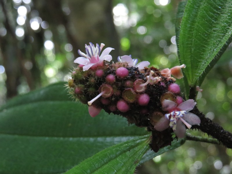 Miconia tococapitata photo 4