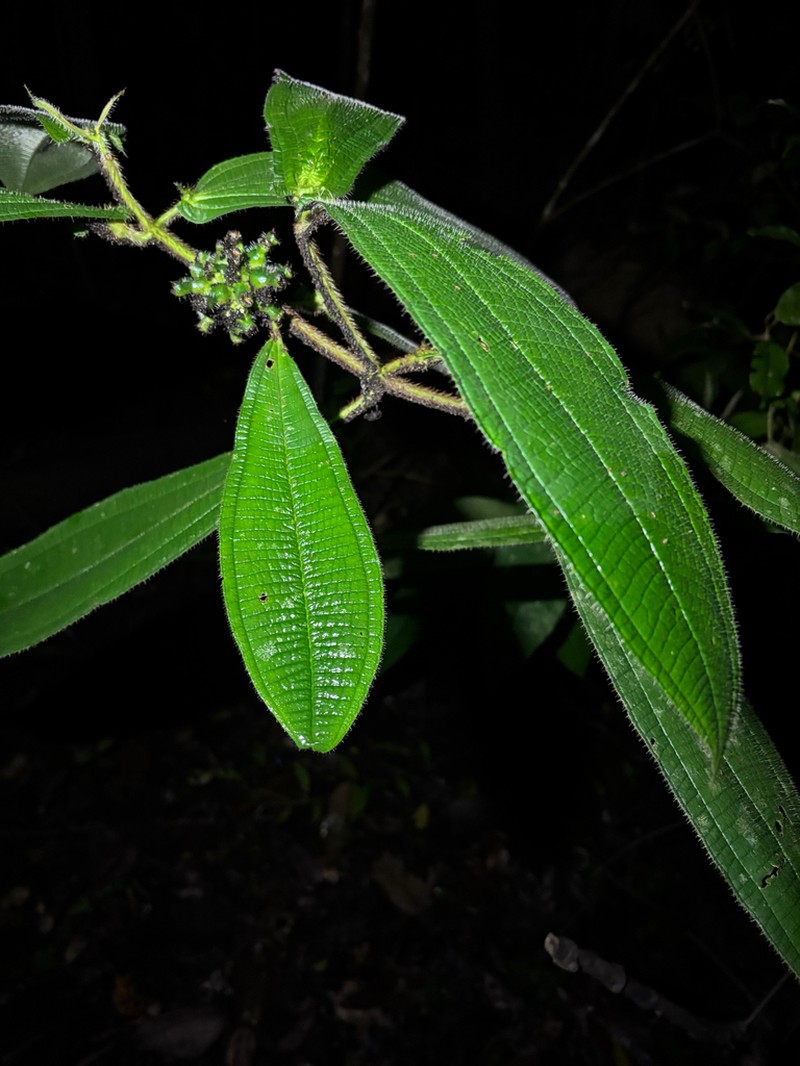 Miconia tococapitata photo 5