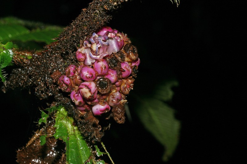 Miconia tococapitata photo 6