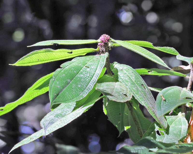 Miconia tococapitata photo 7
