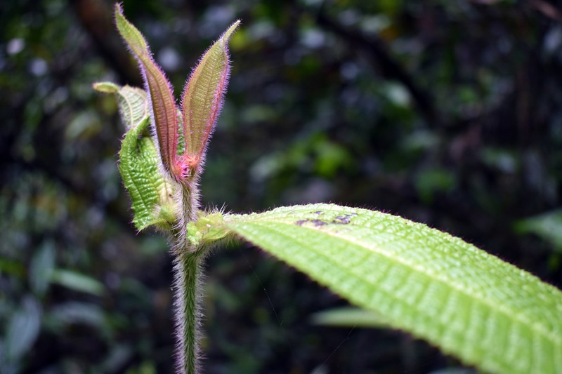 Miconia tococapitata photo 8