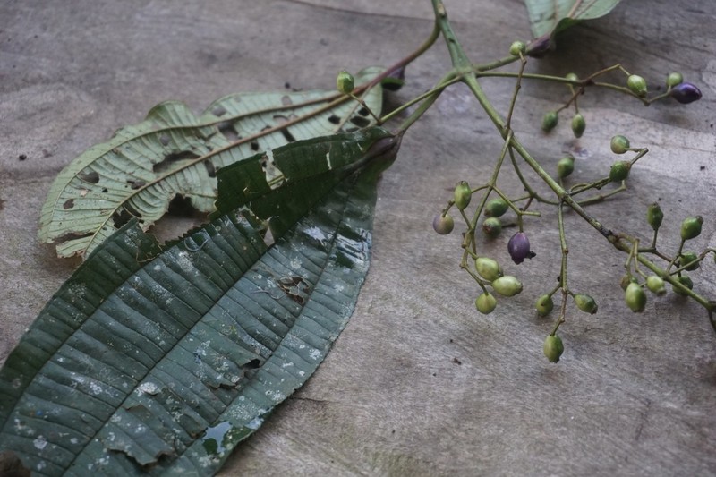 Miconia tococaudata photo 2