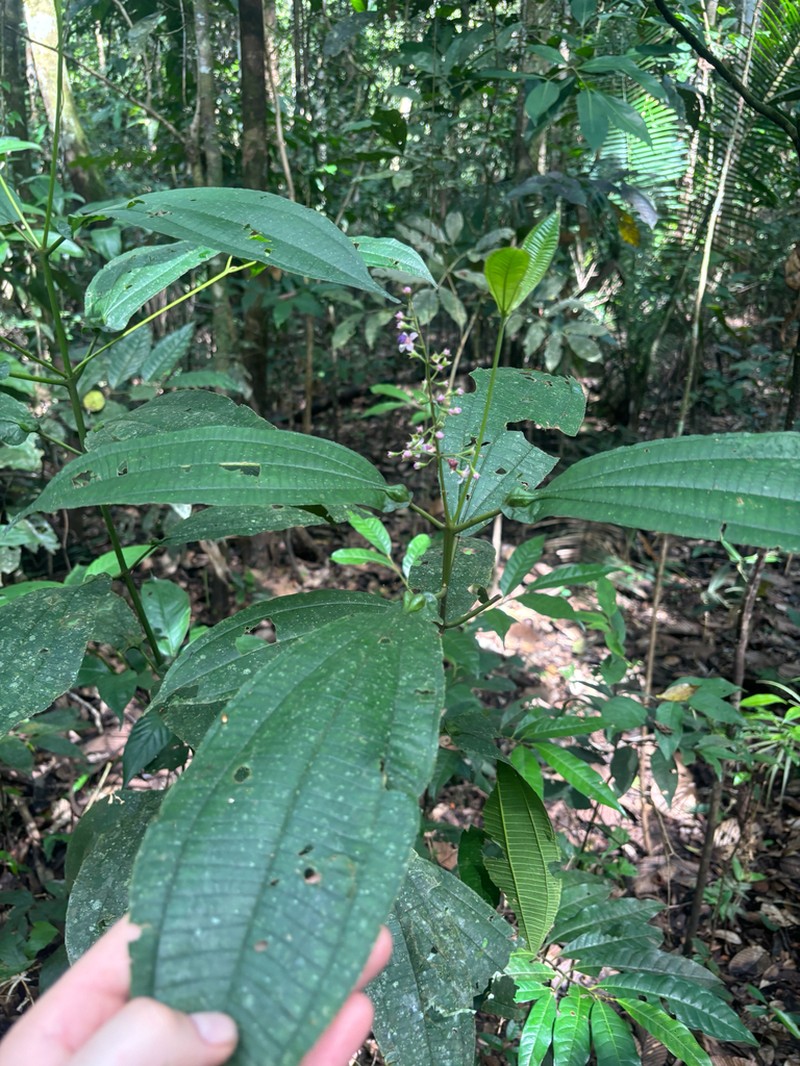 Miconia tococaudata photo 3