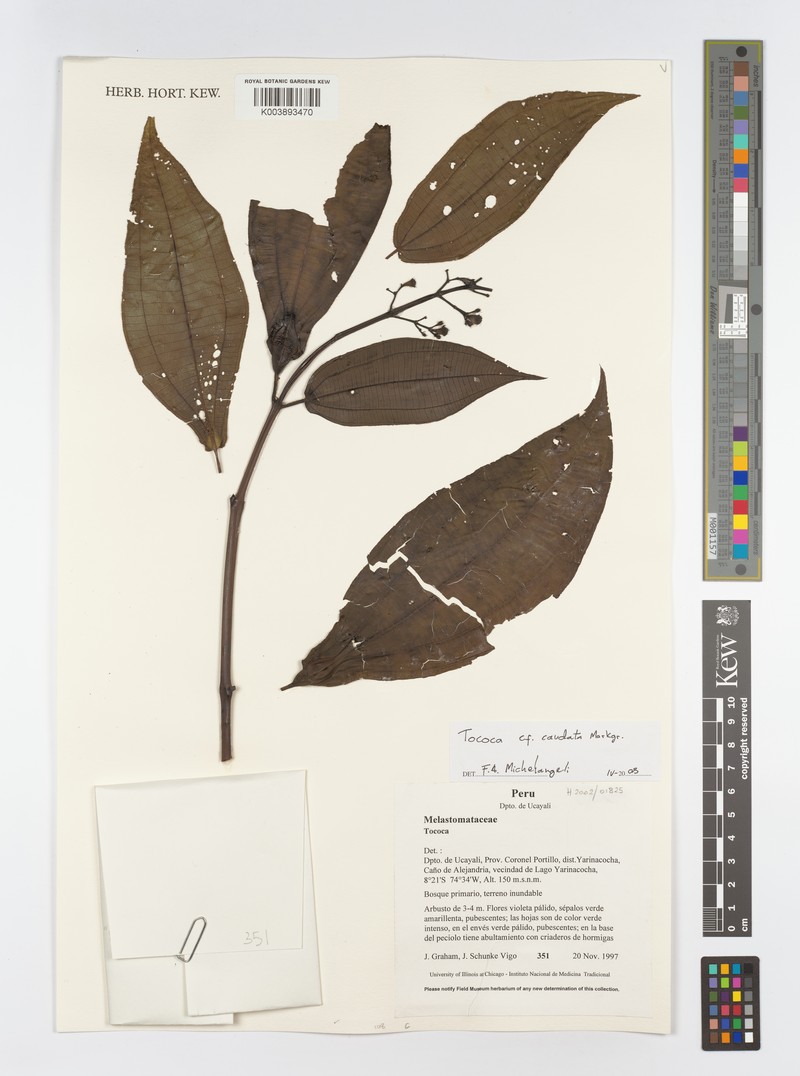 Miconia tococaudata photo 5