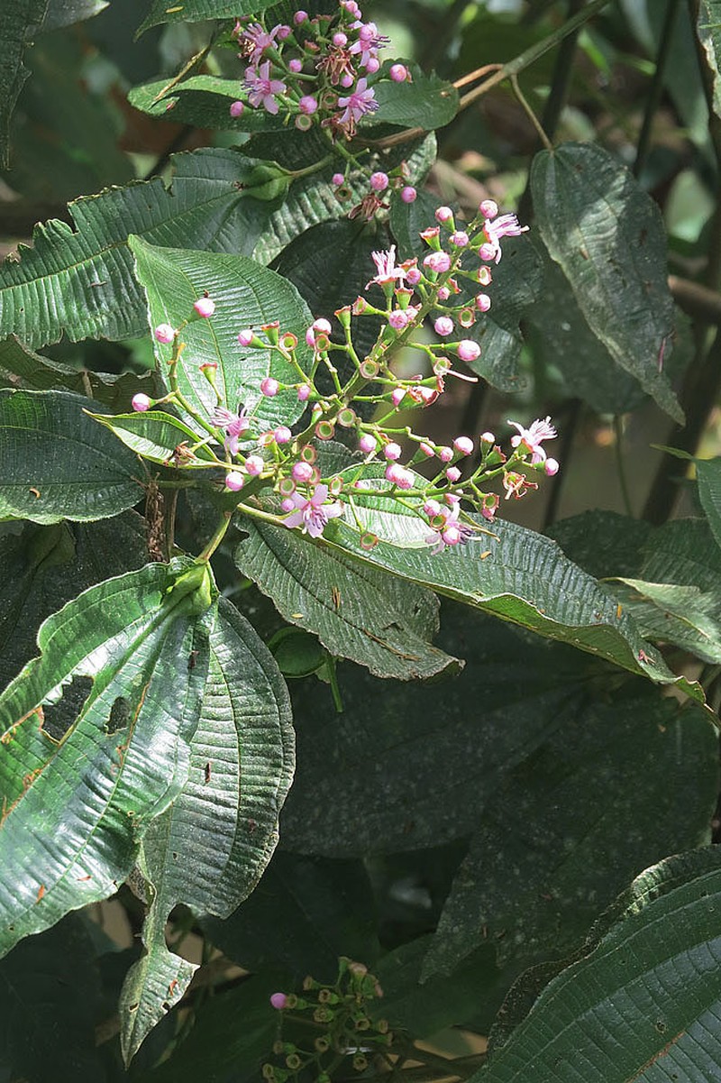 Miconia tococaudata