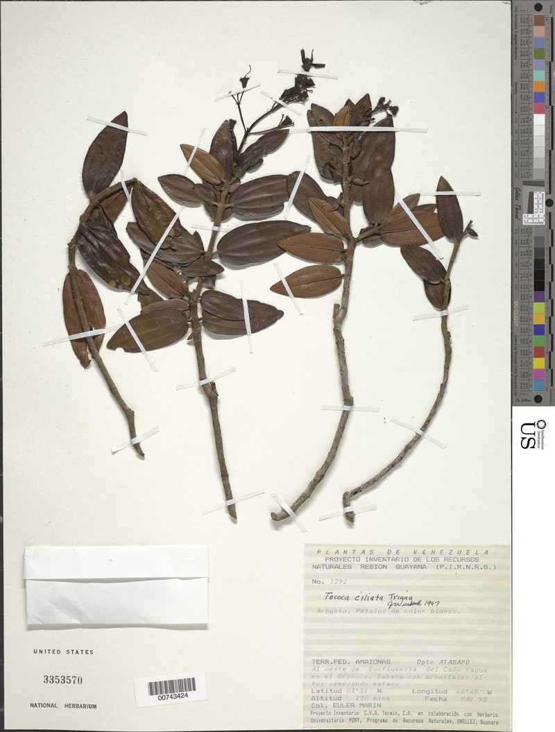 Miconia tocociliata