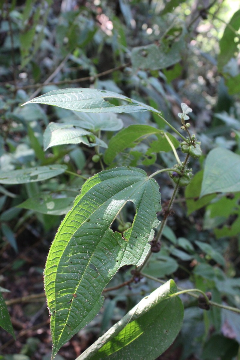 Miconia tococoidea