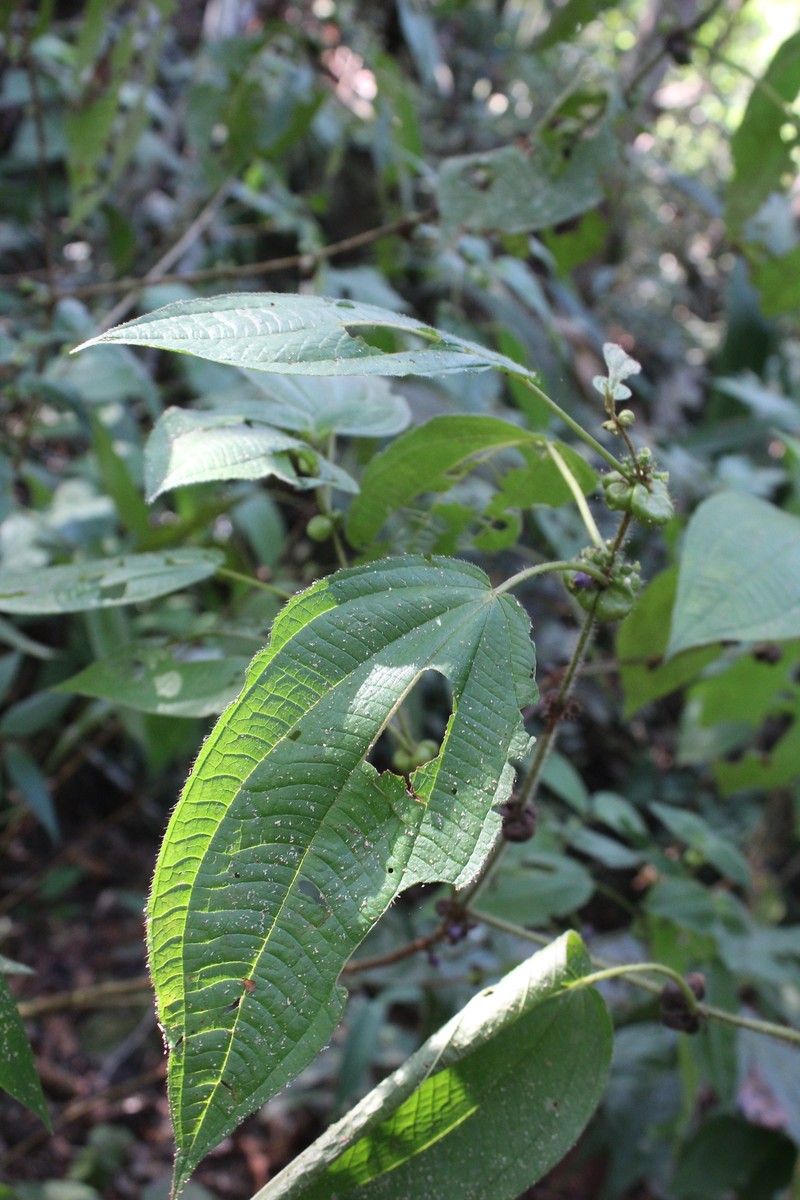 Miconia tococoidea photo 2