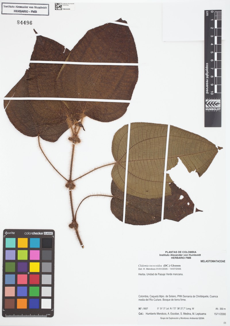 Miconia tococoidea photo 3