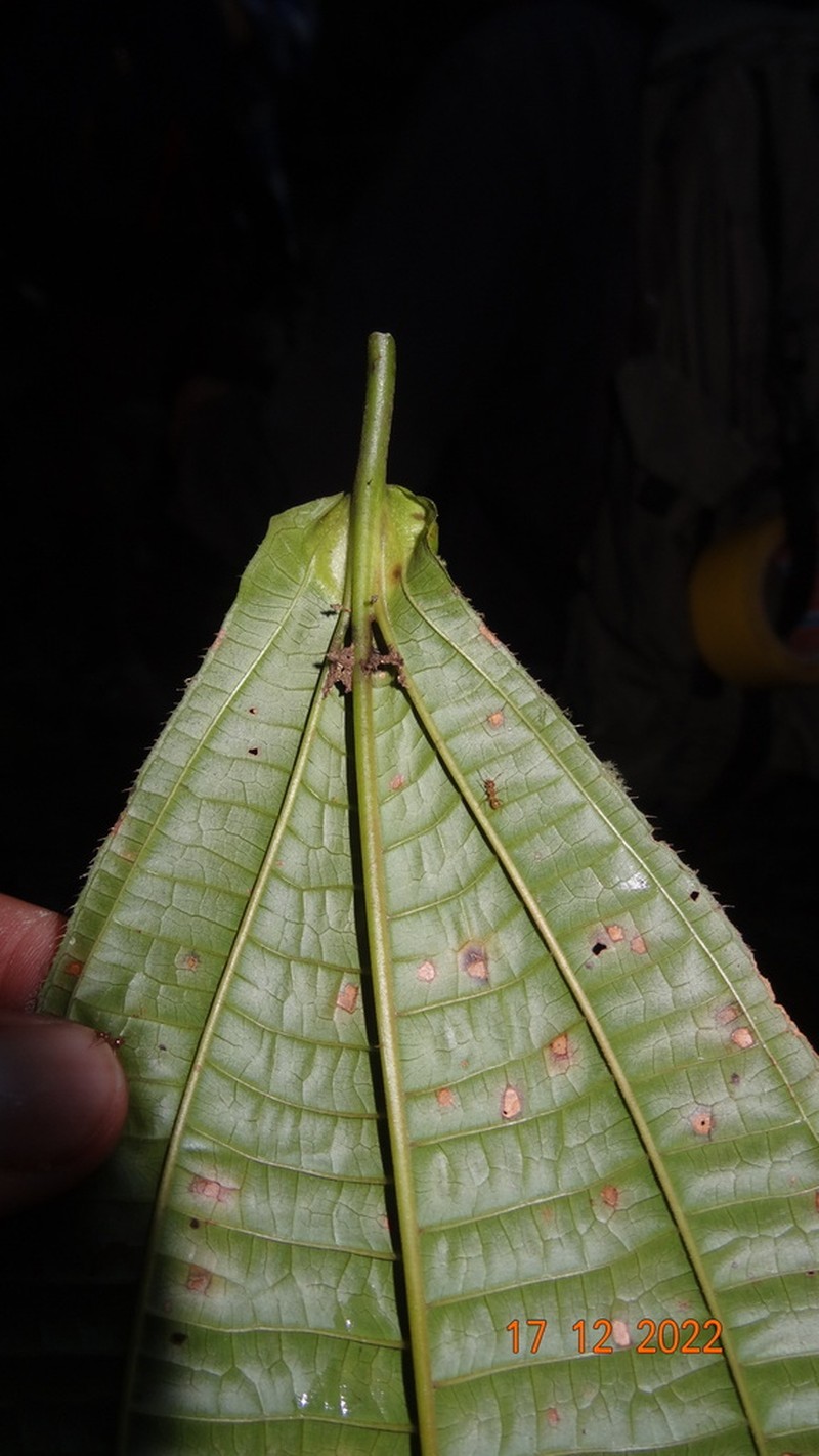 Miconia tococoronata photo 2