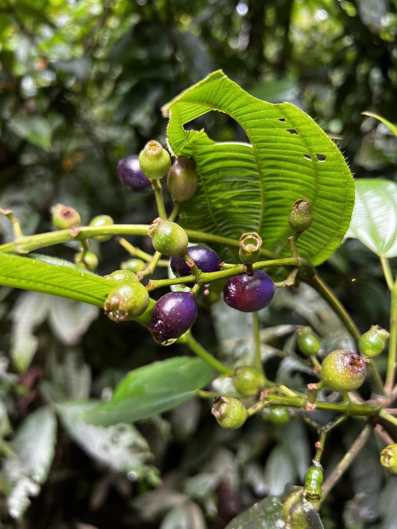 Miconia tococoronata photo 3