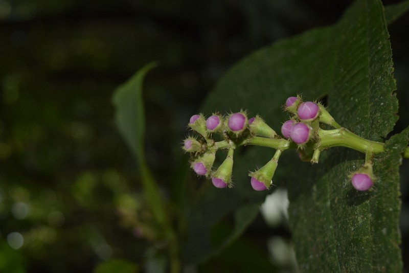 Miconia tococoronata photo 4