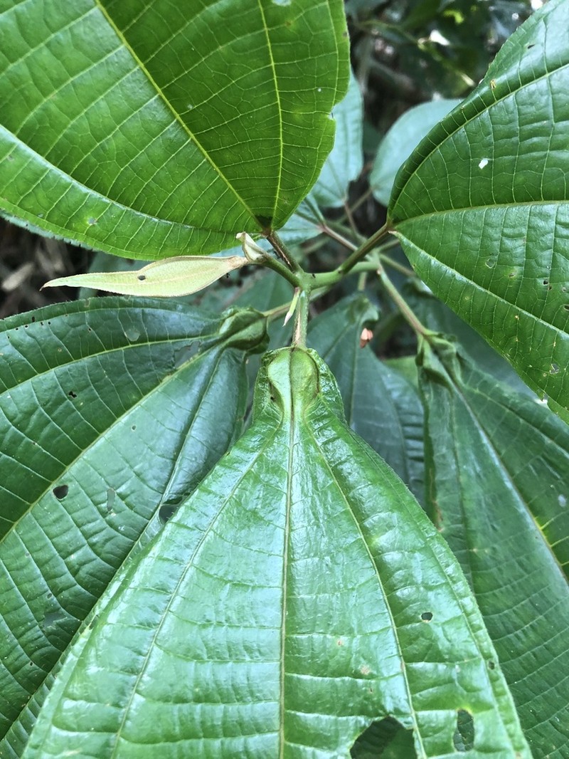 Miconia tococoronata photo 5
