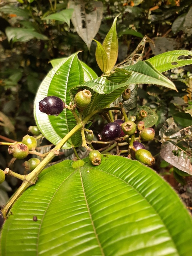 Miconia tococoronata photo 6