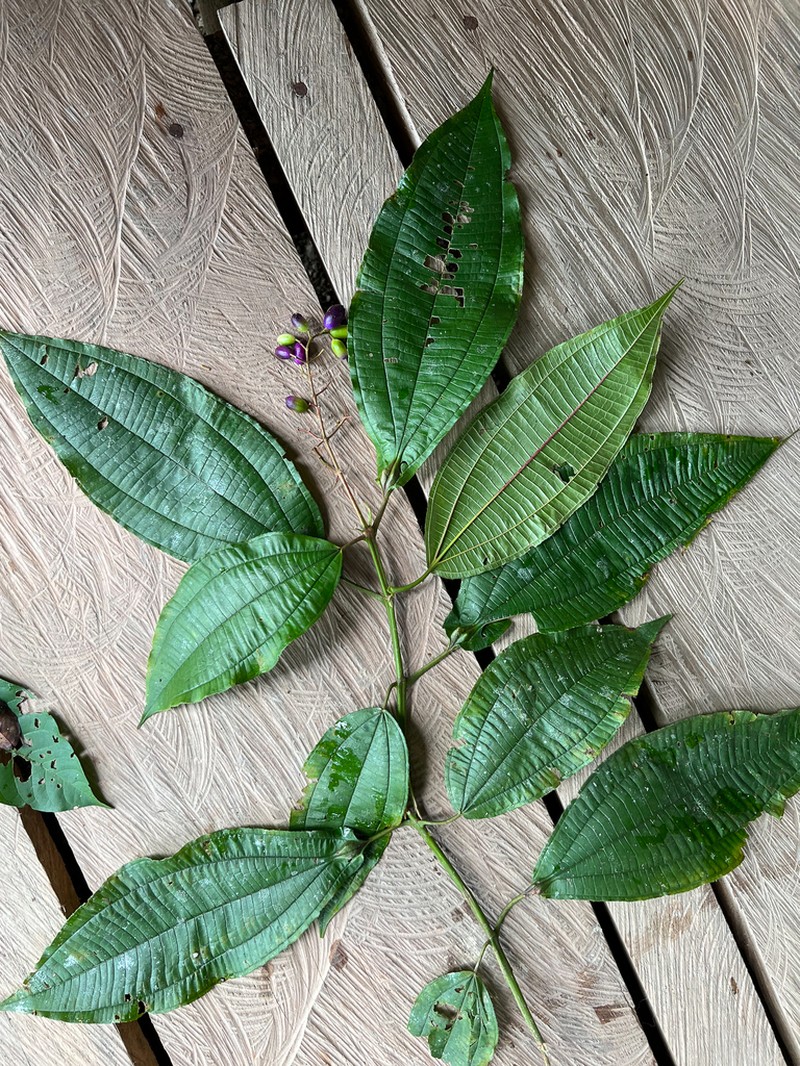 Miconia tococoronata photo 7
