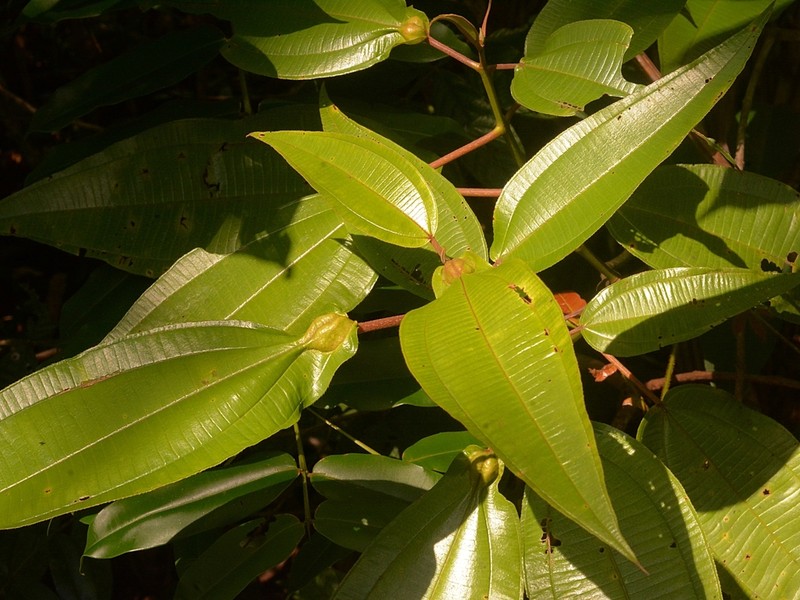 Miconia tococoronata photo 8