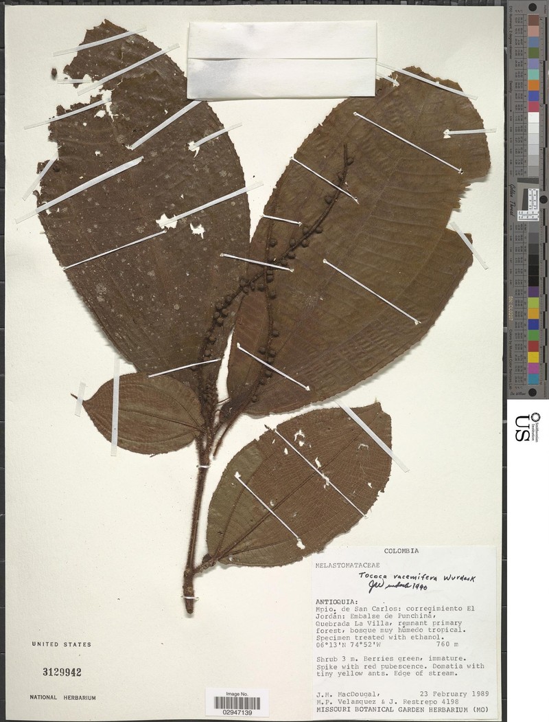 Miconia tocoracemifera