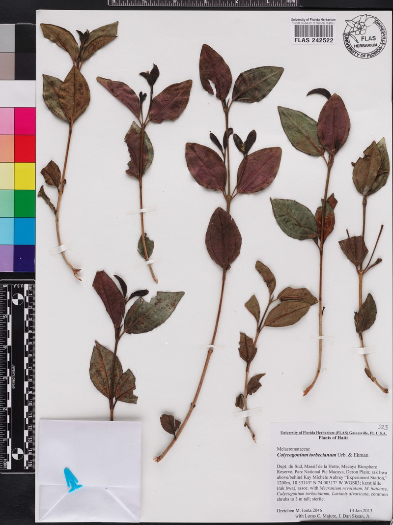 Miconia torbeciana