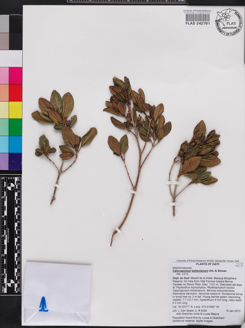 Miconia torbeciana photo 2