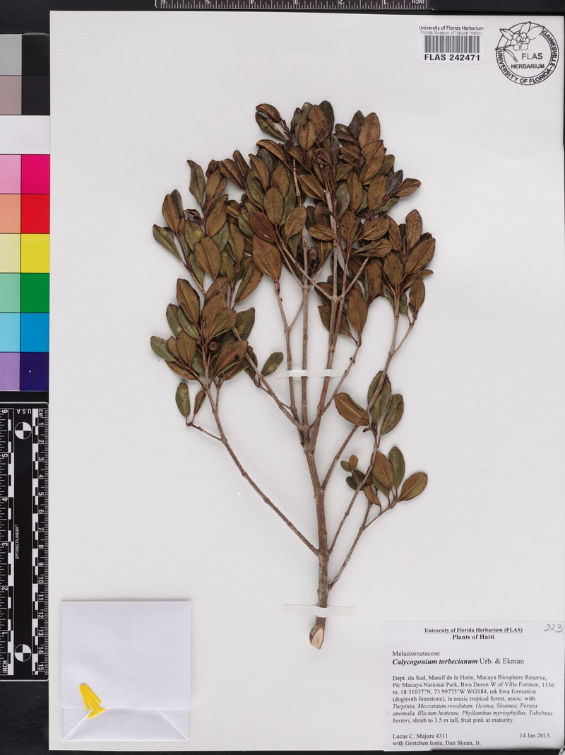 Miconia torbeciana photo 3