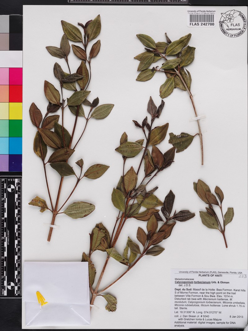 Miconia torbeciana photo 4