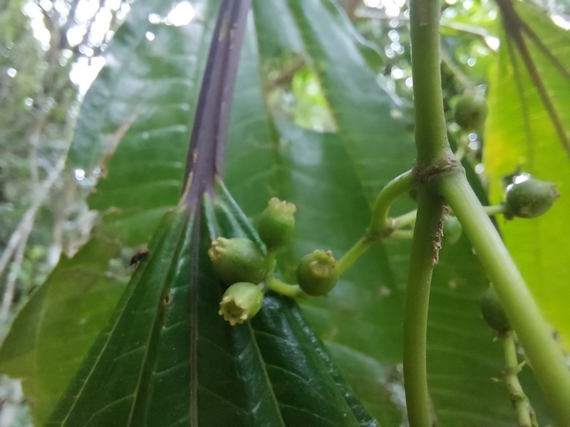 Miconia trauninensis