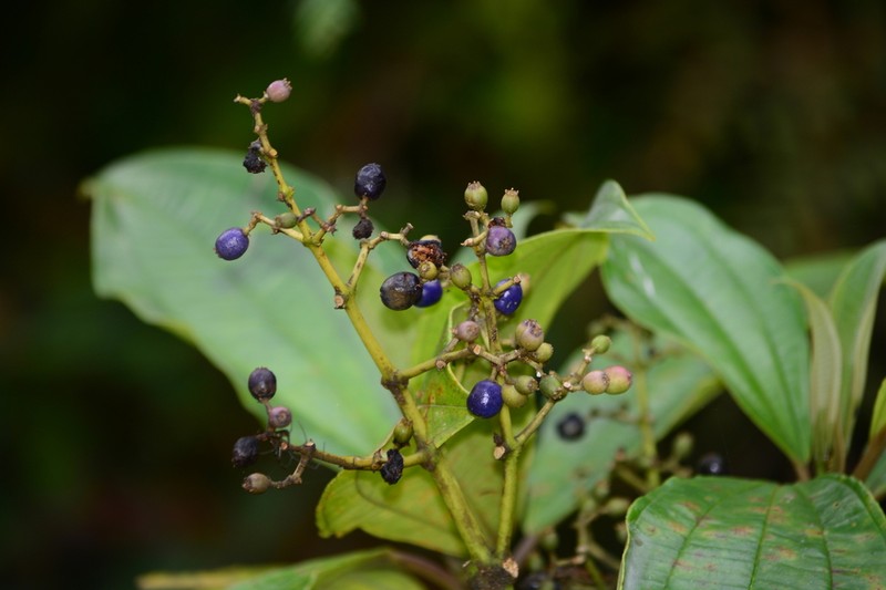 Miconia trauninensis photo 2