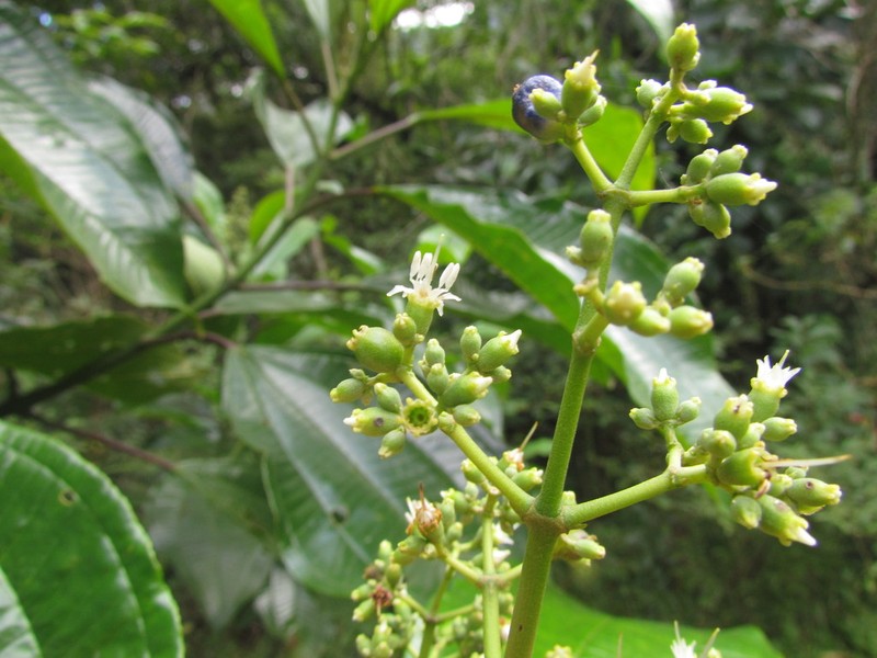 Miconia trauninensis photo 3
