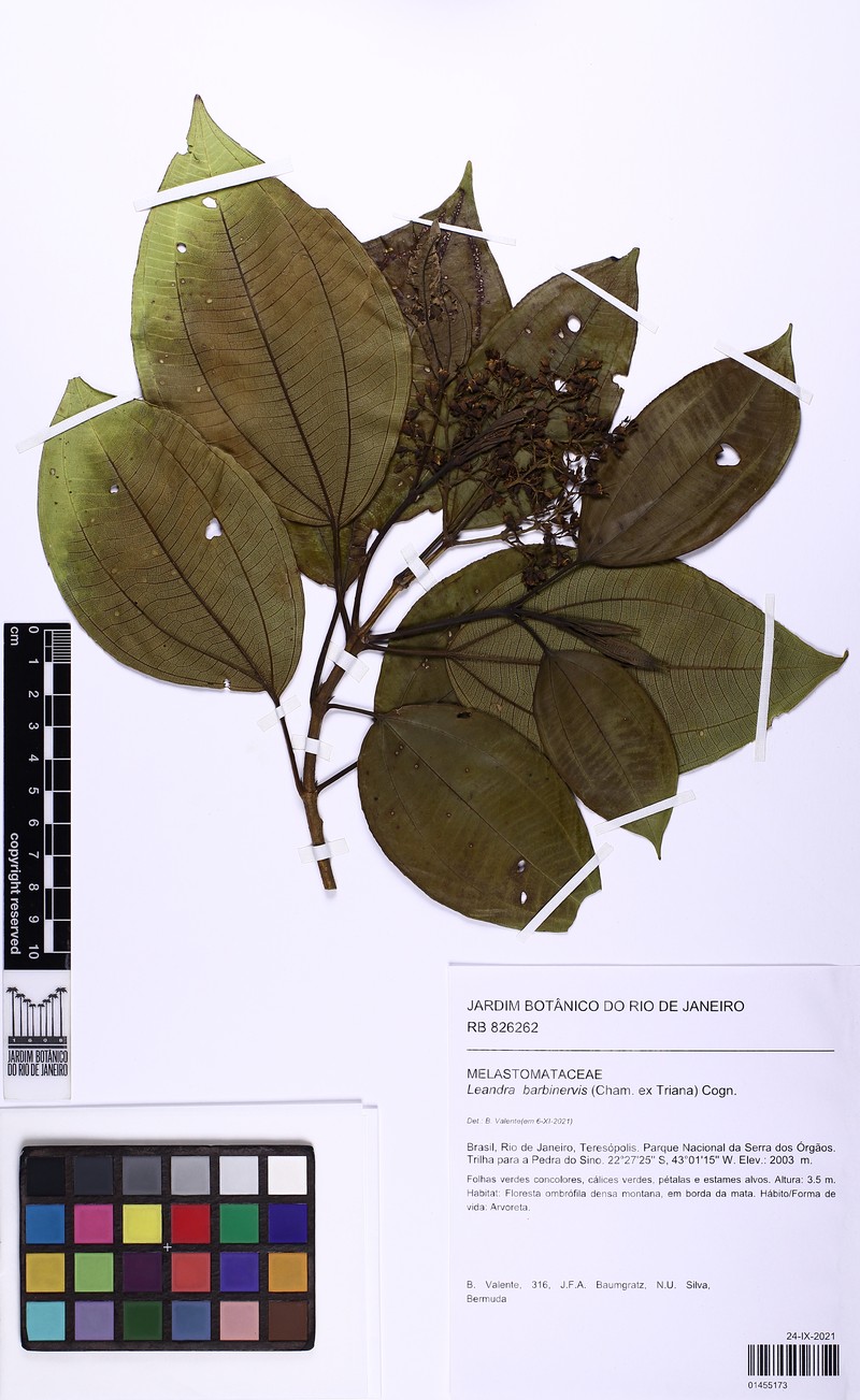Miconia trauninensis photo 4