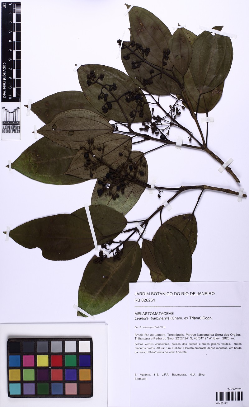 Miconia trauninensis photo 5