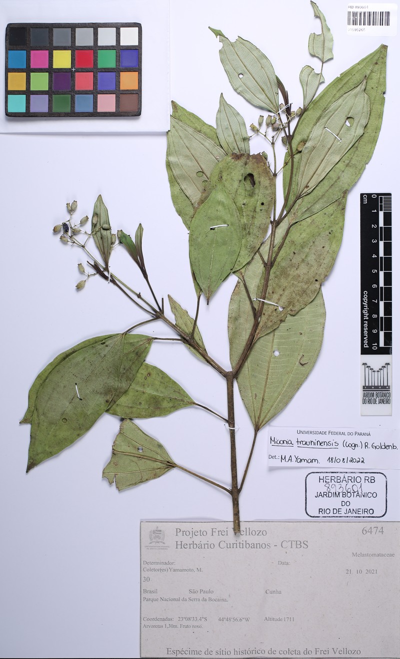 Miconia trauninensis photo 6