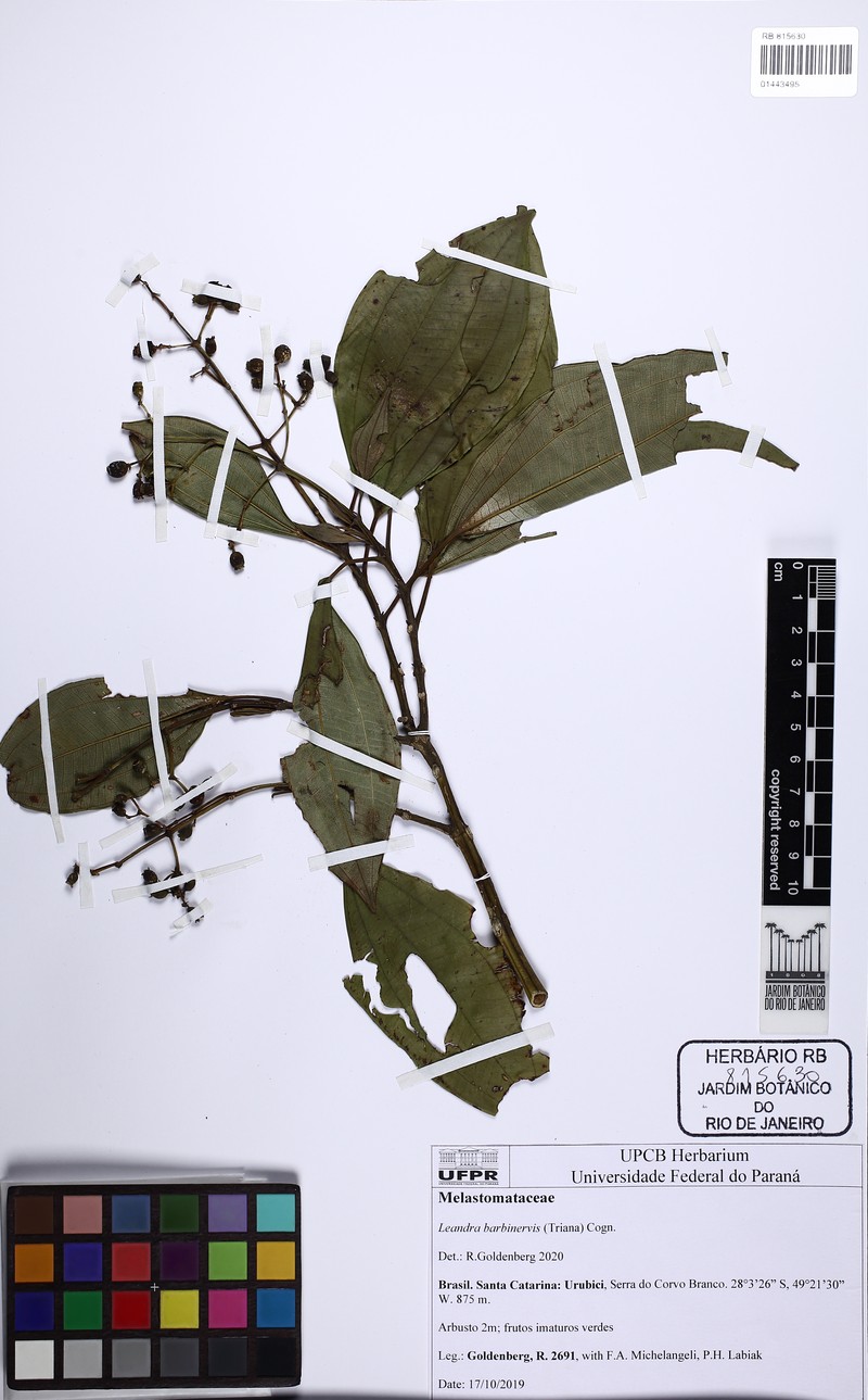 Miconia trauninensis photo 7