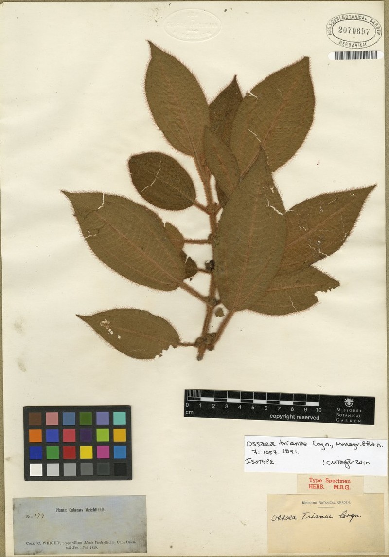 Miconia trianana