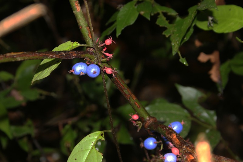 Miconia trichocalyx