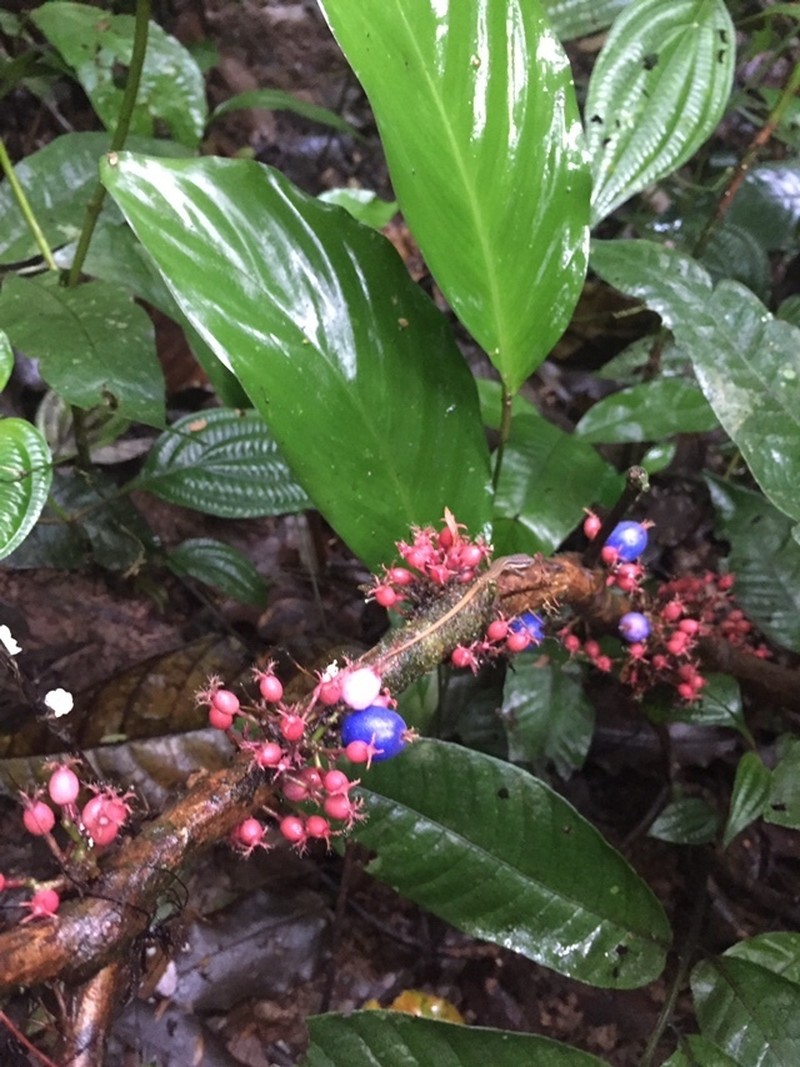 Miconia trichocalyx photo 2