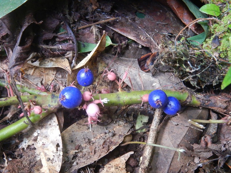 Miconia trichocalyx photo 3
