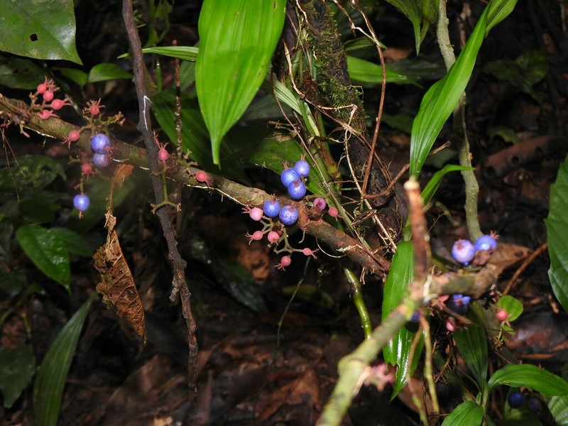 Miconia trichocalyx photo 4