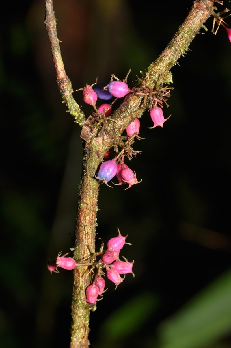 Miconia trichocalyx photo 5