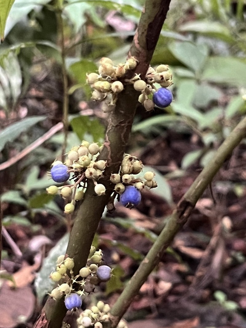 Miconia trichocalyx photo 6