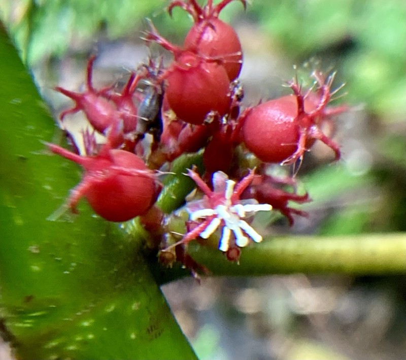 Miconia trichocalyx photo 7