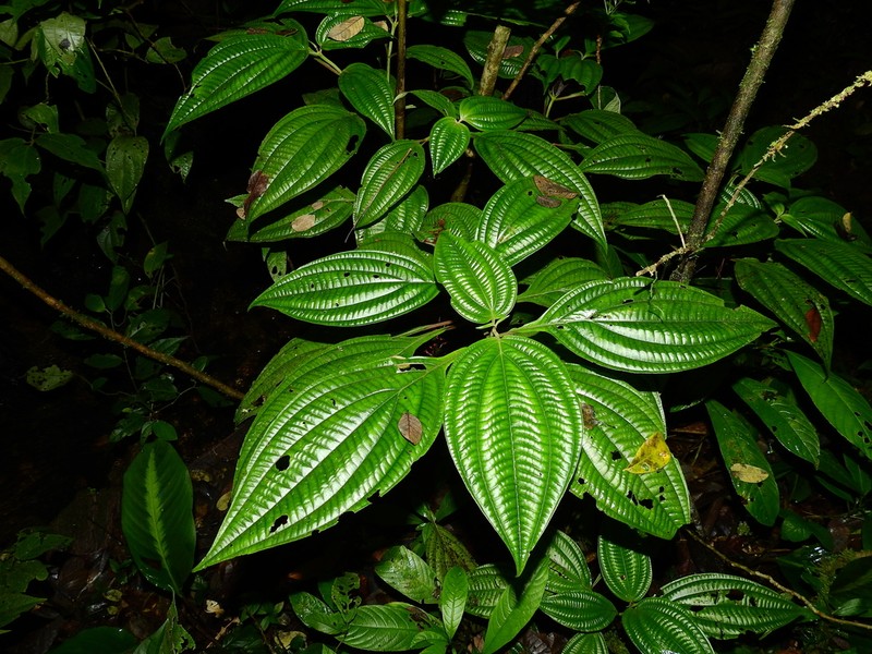 Miconia trichocalyx photo 8