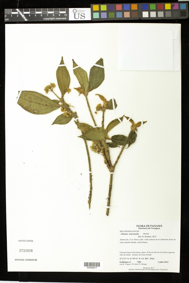 Miconia trichosantha