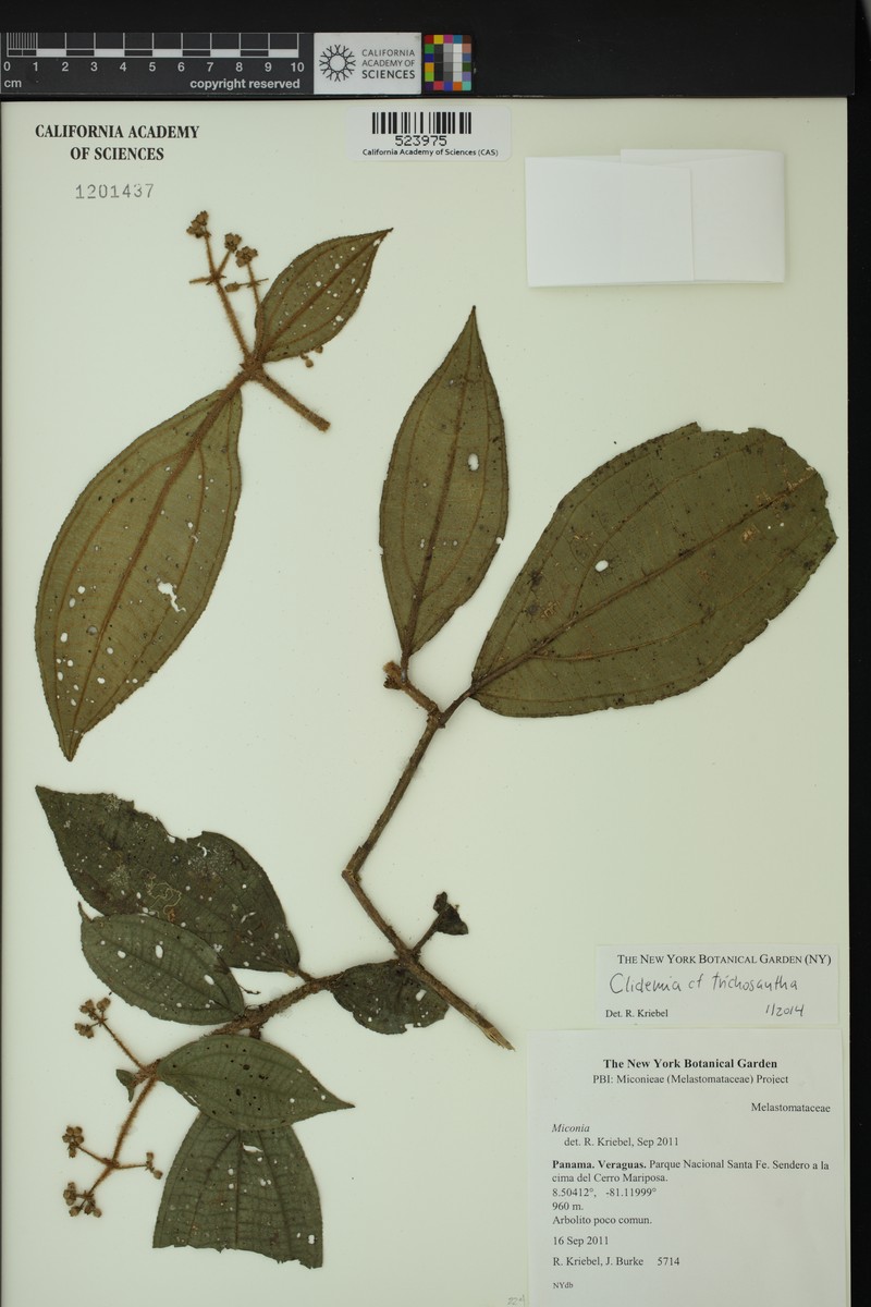 Miconia trichosantha photo 2