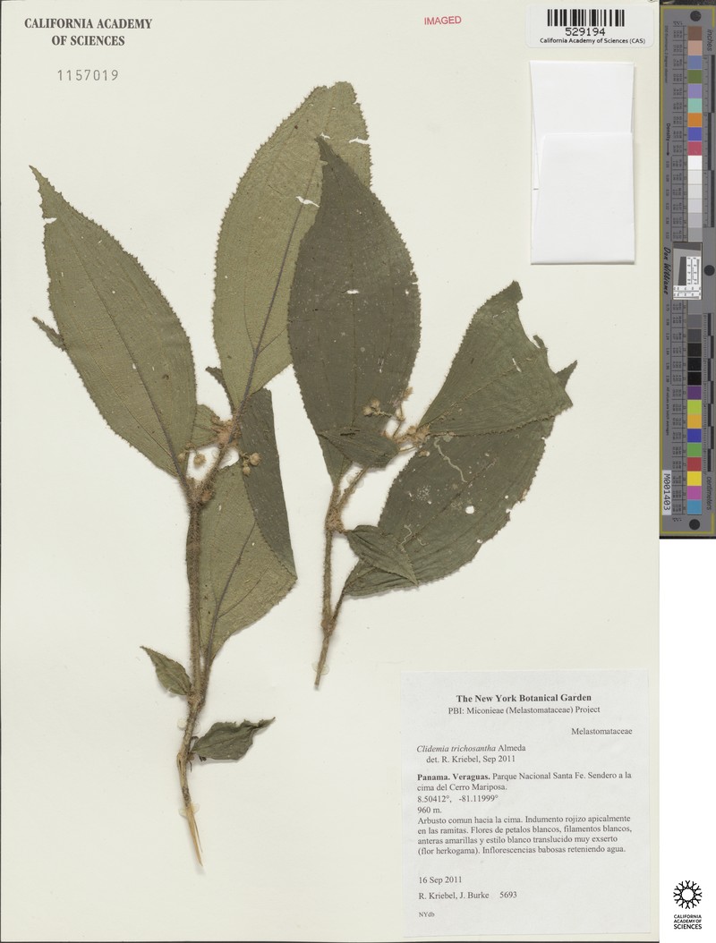 Miconia trichosantha photo 3