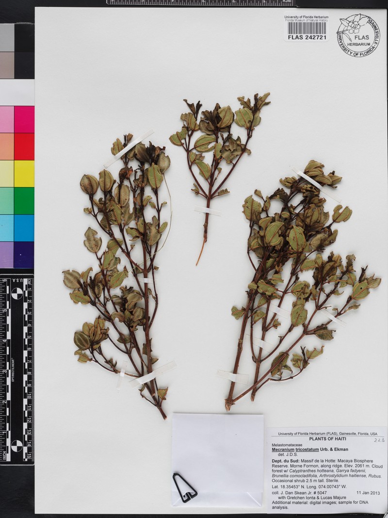 Miconia tricostata photo 2