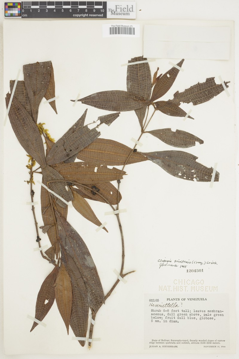 Miconia trinitensis