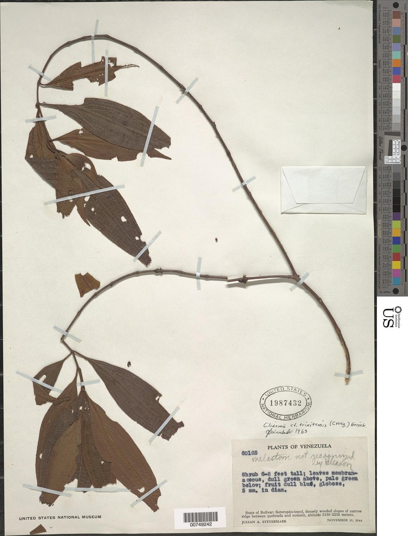 Miconia trinitensis photo 2